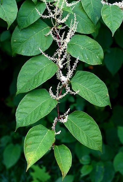 Vine with alternating green leaves and white branching flower clusters