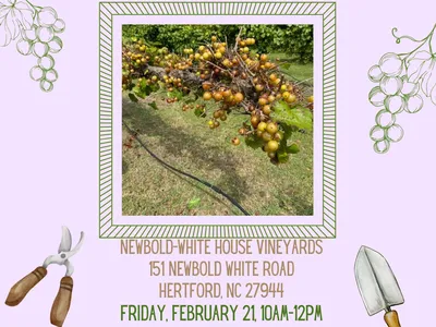 Muscadine Grapes