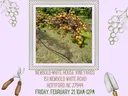 Muscadine Grapes