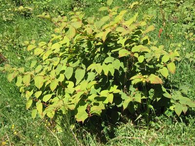 Low bush with many green heart-shaped leaves in a sunlit grassy area