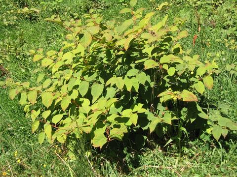 Low bush with many green heart-shaped leaves in a sunlit grassy area