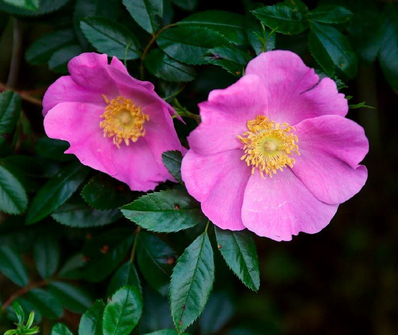 The Plant Toolbox Is Coming Up Roses - Extension Gardener | NC State ...
