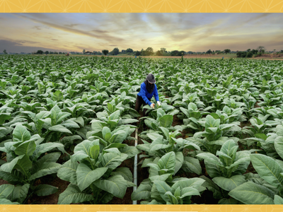 tobacco farmers legal notice for voting