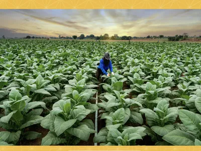 tobacco farmers legal notice for voting