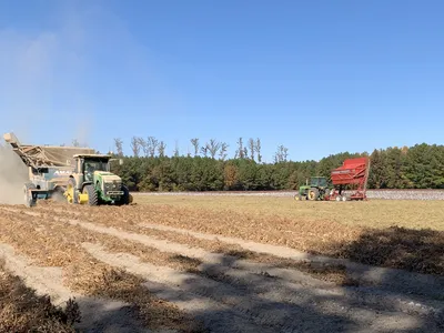 Peanut Harvest