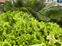 Curly green lettuce and dark romaine heads at a farmers market stall