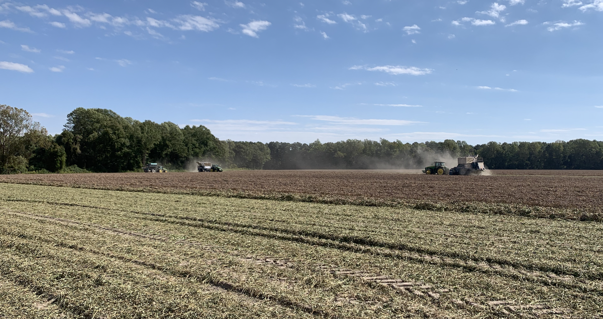hertford peanut variety trial