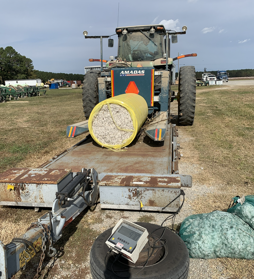 cotton yield