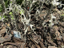 Herbaceous perennial dusty miller showing symptoms of wilt caused by Phytophthora root rot.