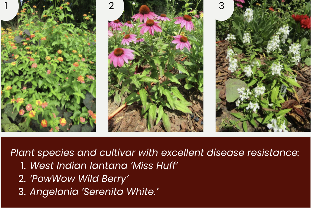 Plant species and cultivar with excellent disease resistance: 