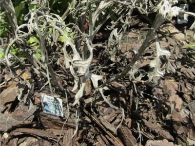 Herbaceous perennial dusty miller showing symptoms of wilt caused by Phytophthora root rot.