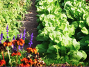 Healthy Vegetable Garden