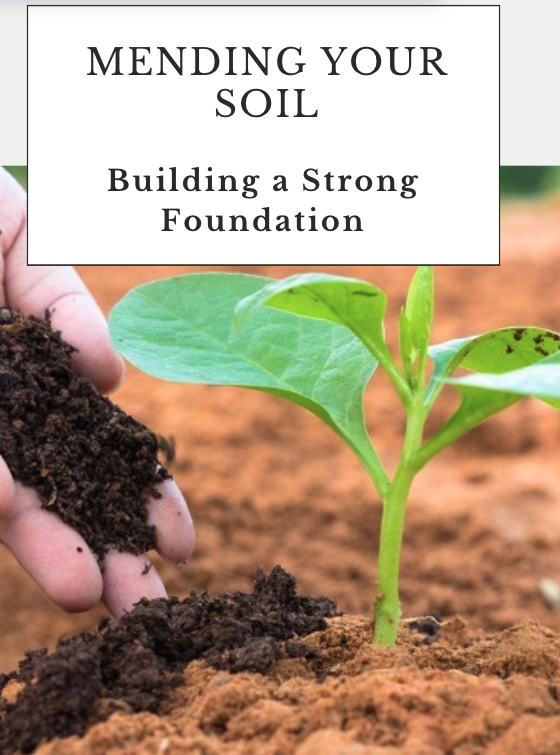 Mending Your Soil - Plant Seedling Care