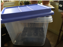 Plastic tote with stem cuttings inside 