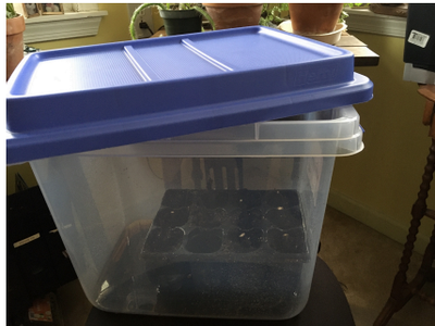 Plastic tote with stem cuttings inside 