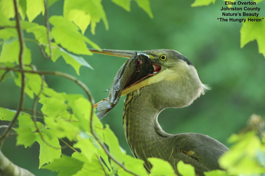 Heron eating Fish