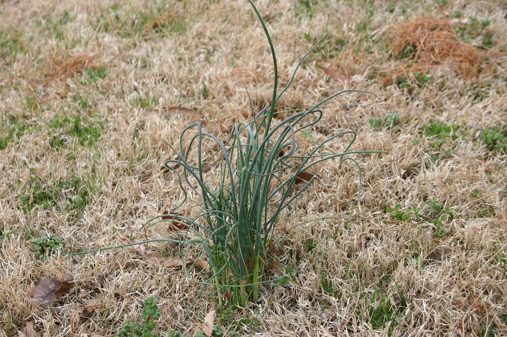 Weed growing in a dormant brown lawn, highlighting winter weed control.