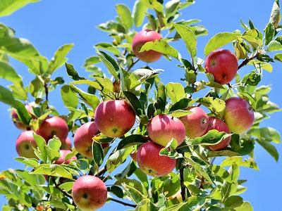 apple tree branch full of ripe red apples