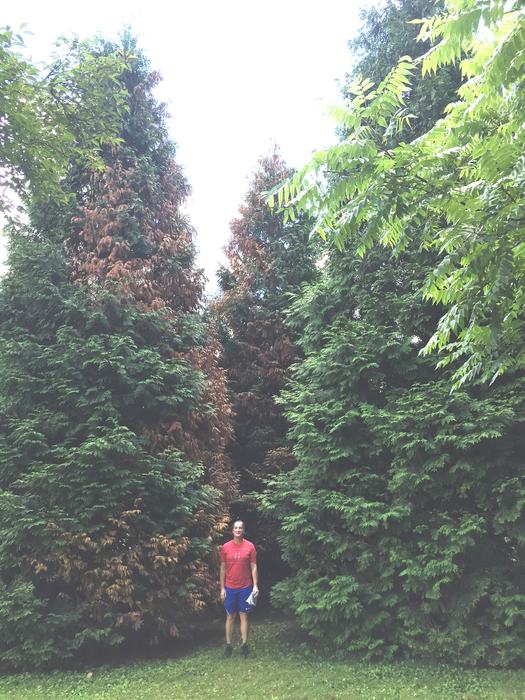 'Green Giant' arborvitae canker disease 