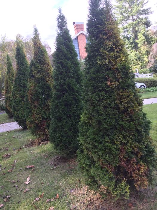 'emerald' arborvitae canker