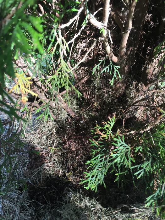'emerald' arborvitae canker