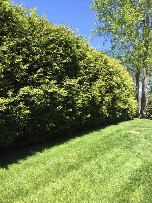 arborvitae hedge