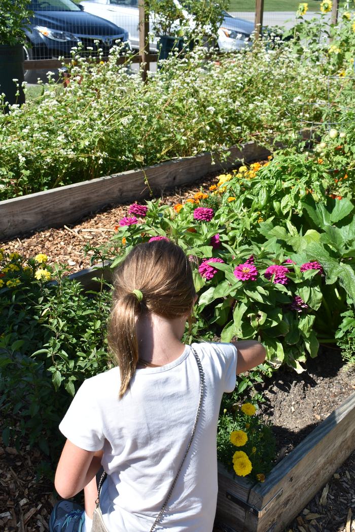 raised bed