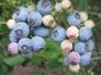 Cluster of blueberries on a leafy stem with ripe blue and unripe pale berries