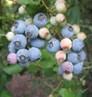 Cluster of blueberries on a leafy stem with ripe blue and unripe pale berries