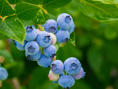 Blueberries