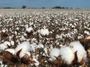 Cotton Field
