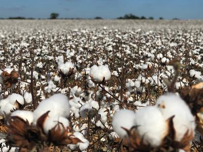 Cotton Field