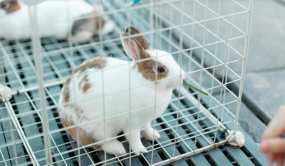 Caged Rabbits Registration Open for Piedmont 4-H Rabbit Project - Rowan County Center ...