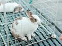Rabbits rest in individual cages