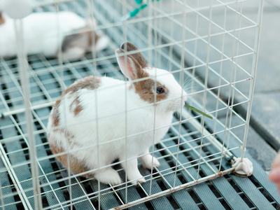 Rabbits rest in individual cages