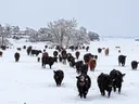 Herd of cattle walking toward camera across snow-covered field in falling snow.