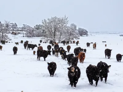 Herd of cattle walking toward camera across snow-covered field in falling snow.