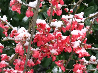 Red flowering shrub branches dusted with fresh snow