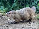 Photo of a groundhog walking