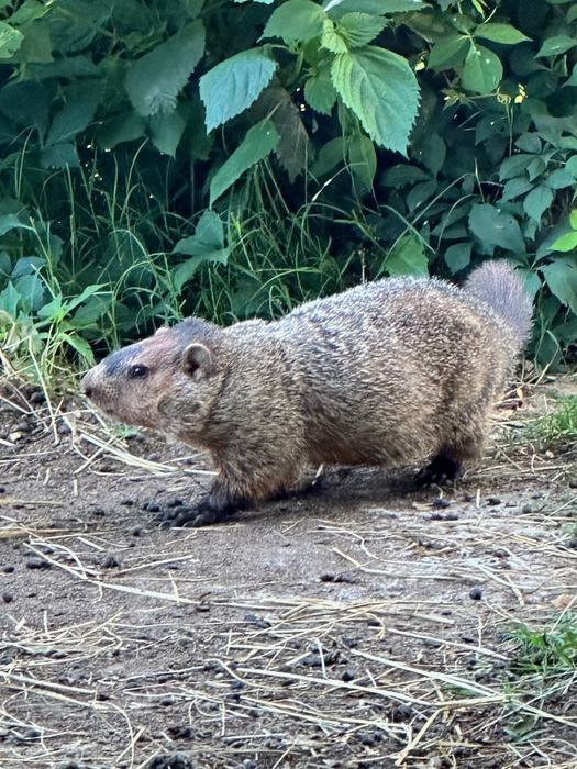 Photo of a groundhog walking