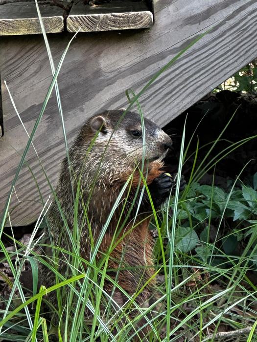 Photo of a groundhog eating