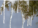icicles hanging from a pine branch