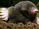 mole rising from its tunnel to appear above ground