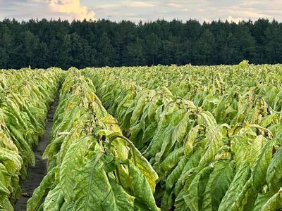 Rows of green tobacco plants in a field with forested horizon and cloudy sky