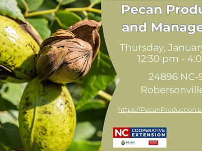 Picture of pecan on a tree.