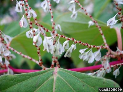 White pendant flowers on red-speckled stems over a large green leaf; "UGA5205099"