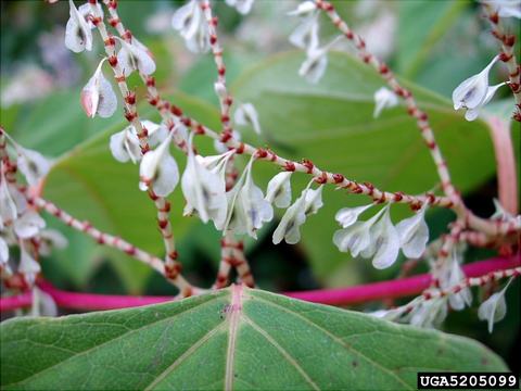 White pendant flowers on red-speckled stems over a large green leaf; "UGA5205099"