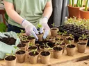 Seed starting
