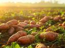 sweetpotatos in field with sunshine