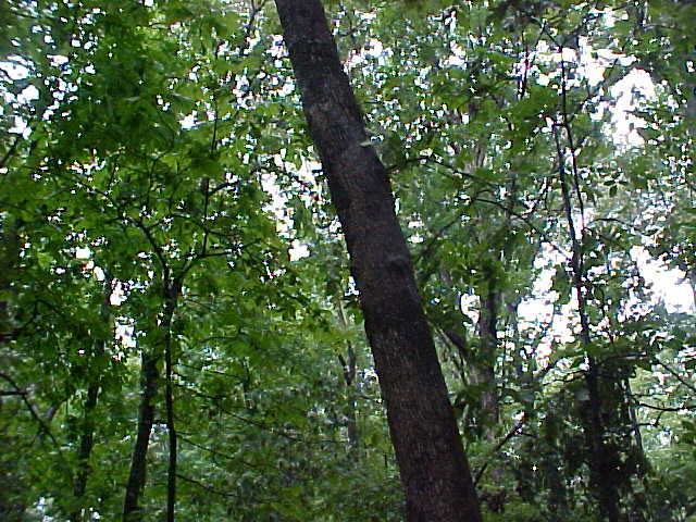 tree leaning 